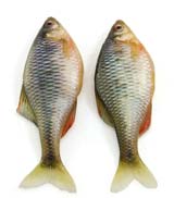 Пятеро рыбаков-браконьеров