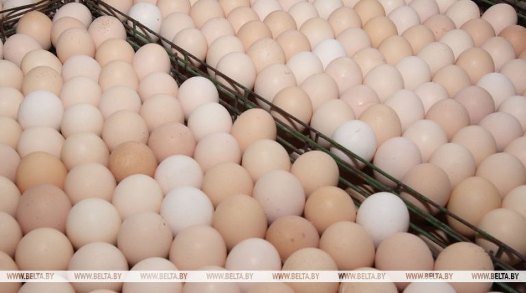 Гомельская область в этом году нарастила производство молока, мяса и яиц