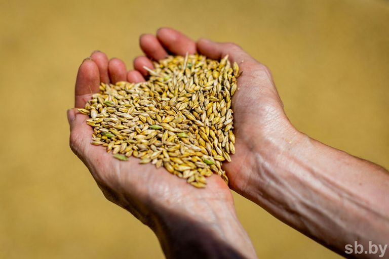 В Беларуси производится более тонны зерна на каждого жителя страны