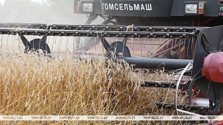 Свыше 11,1 млн т зерна с учетом рапса и кукурузы собрали в Беларуси